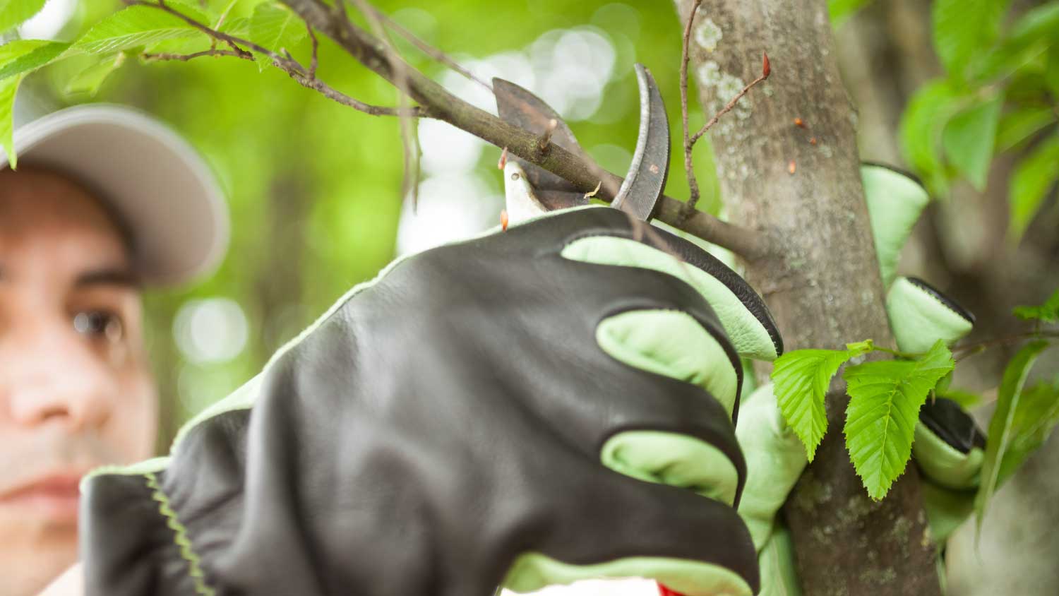 Gardener pruning a tree