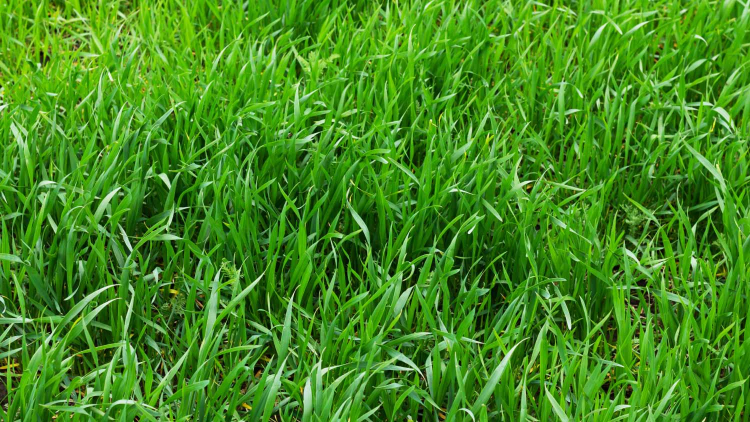 Green grass background