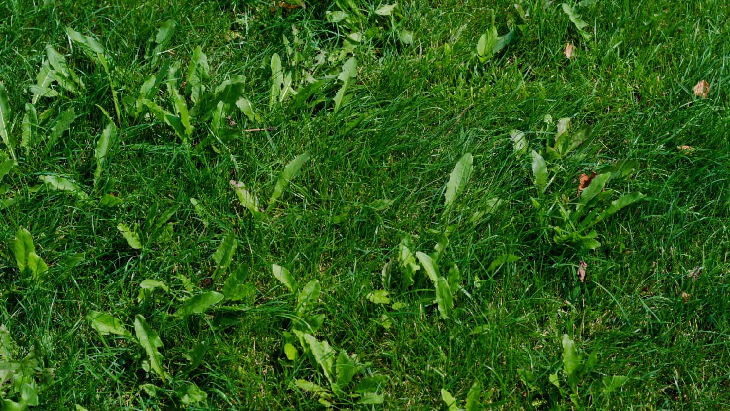 Green grass and weed