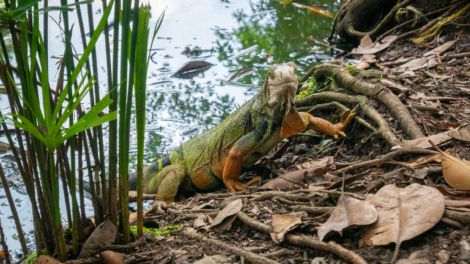 Green iguana next to the lake