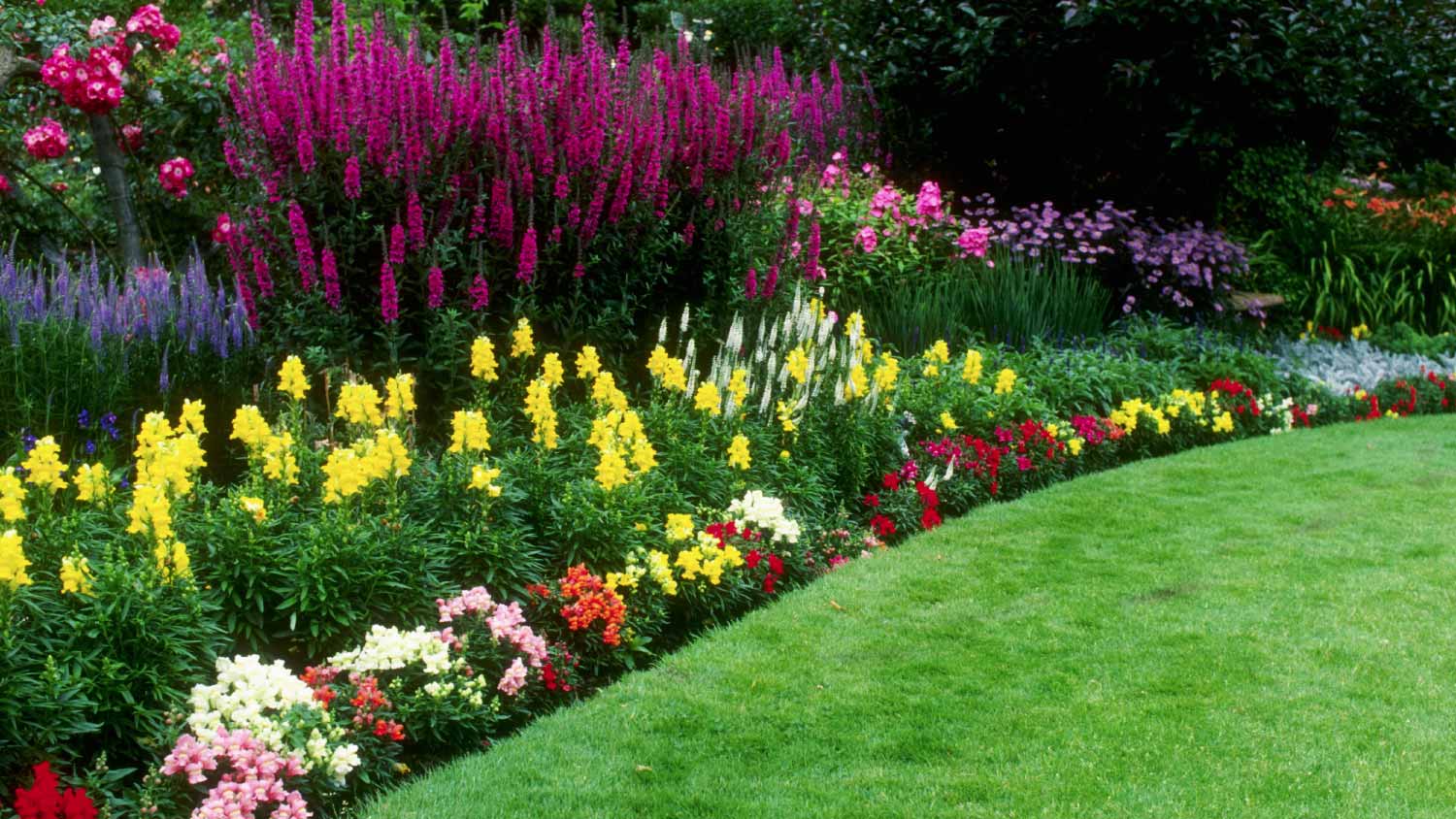 Lot of flowers in garden