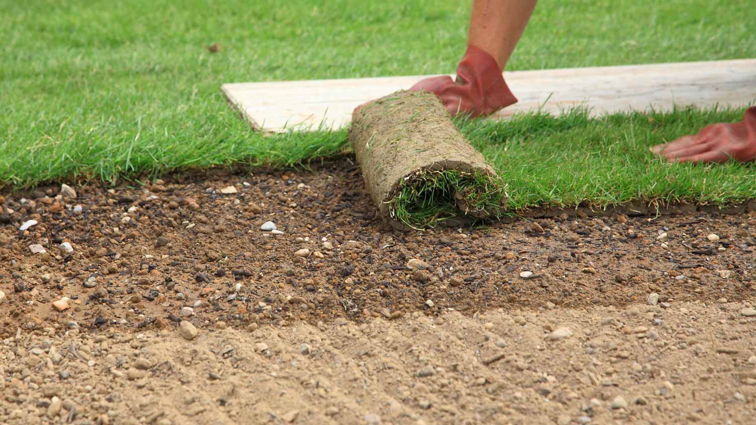 Man laying sod