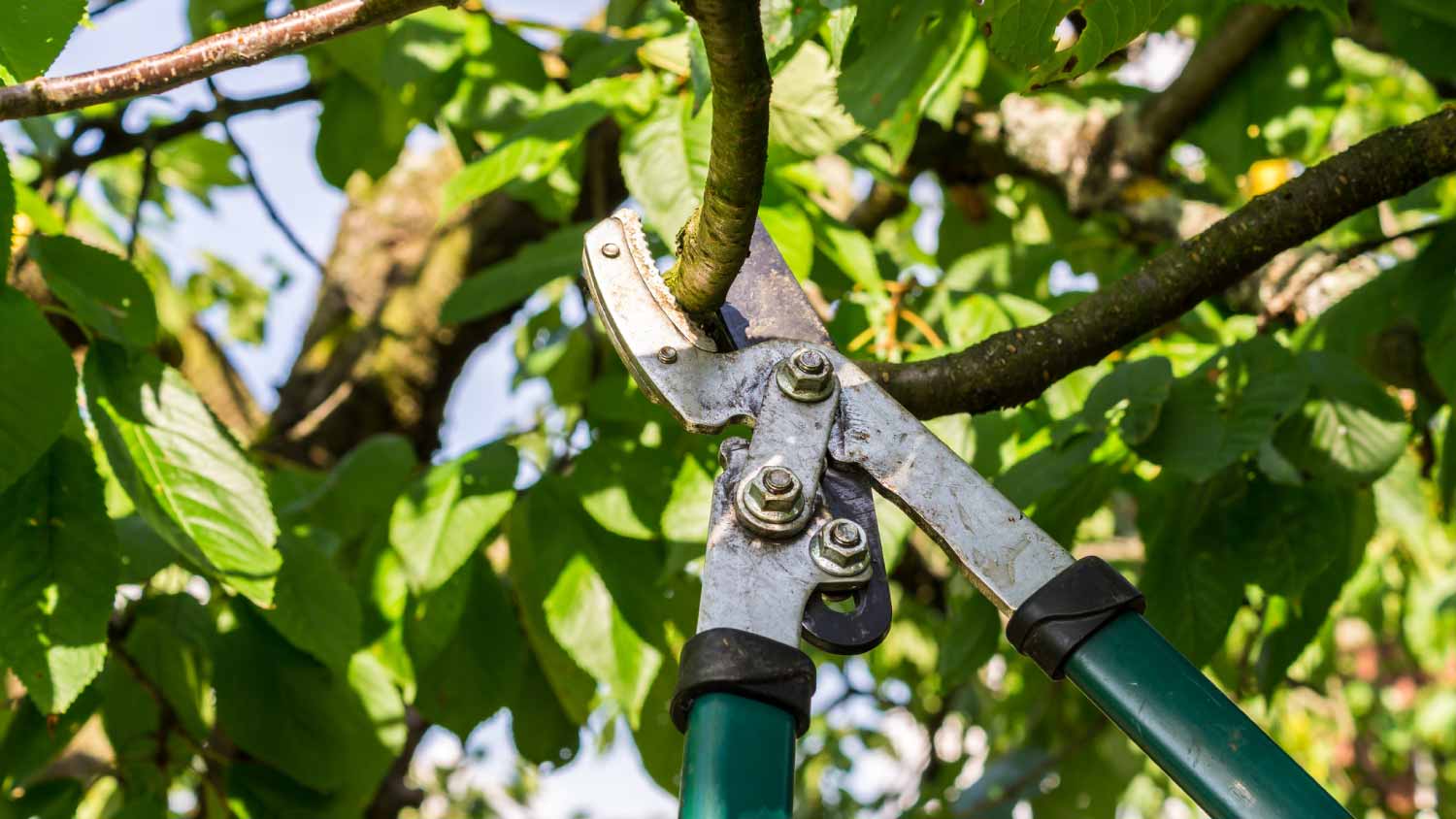 Man pruning tree