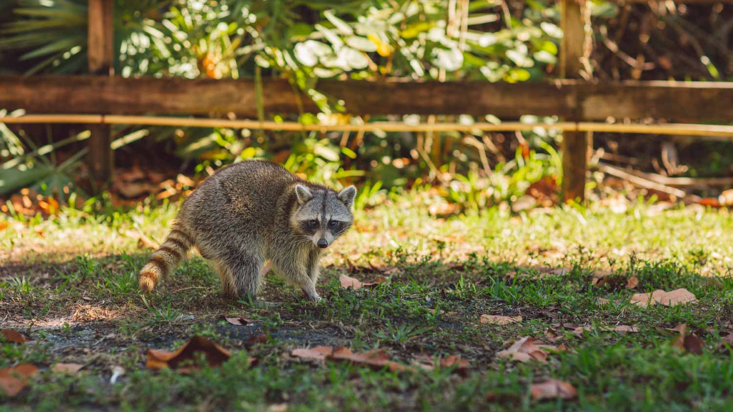 Raccoon surrounded by leaves