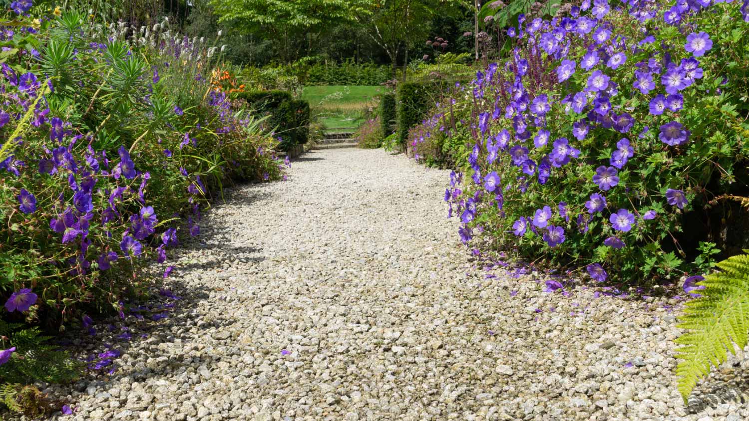 Stony wide path between flowers