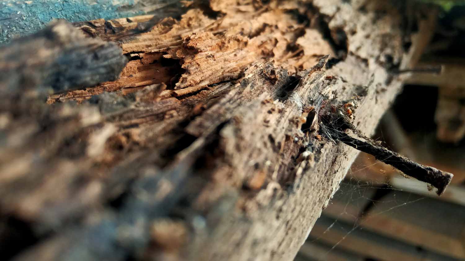 Close-up of old, rotten wood with a rusty nail sticking out.