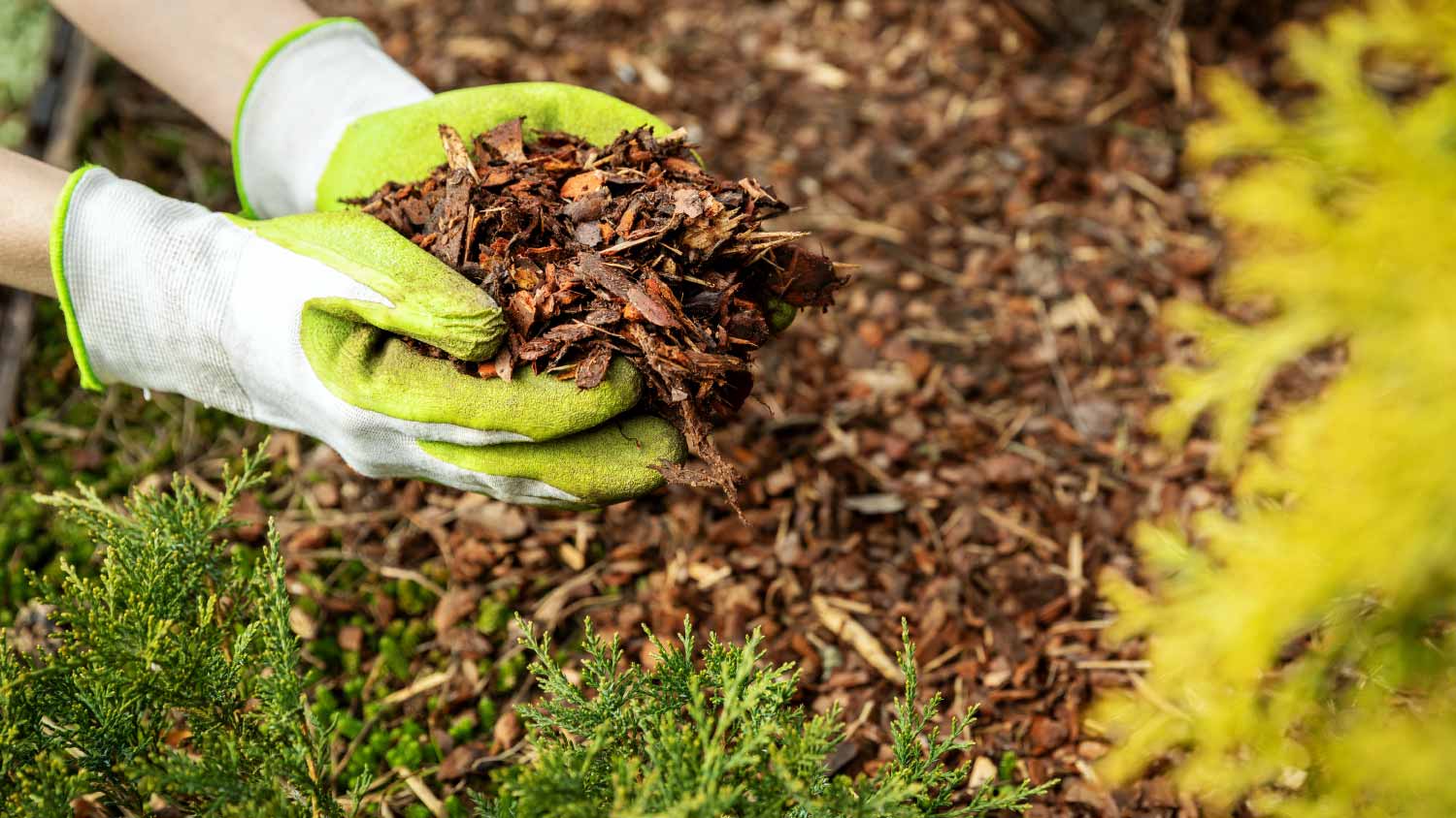 Woman mulching garden 