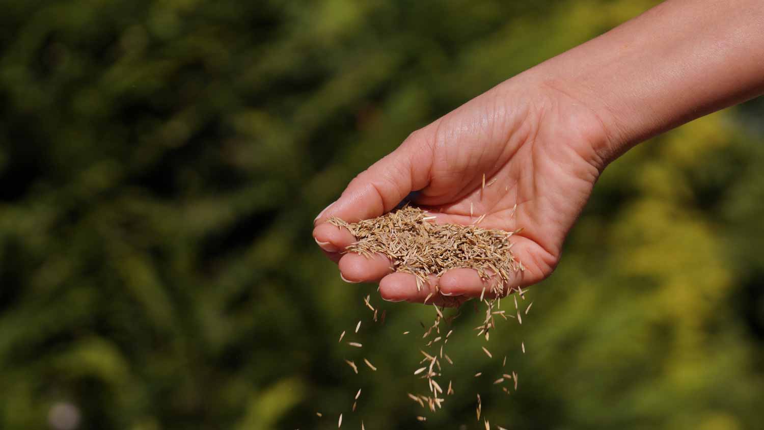 Woman sowing grass seeds