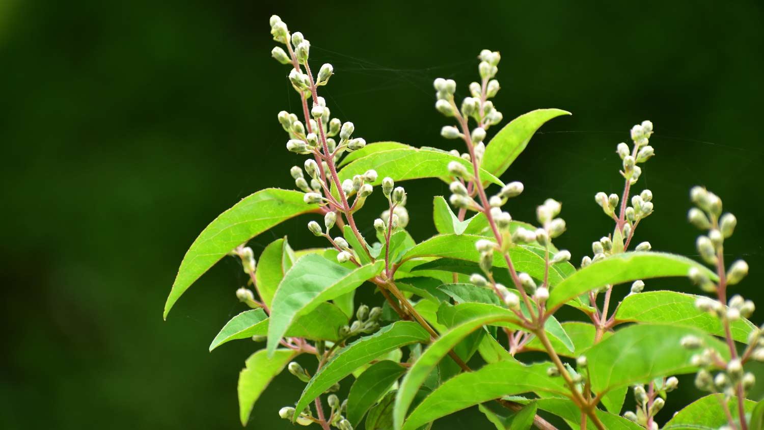 amur privet hedge