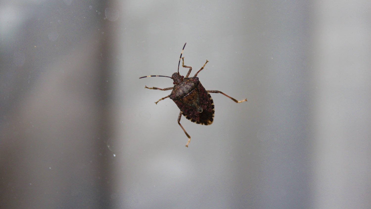 close up of stink bug
