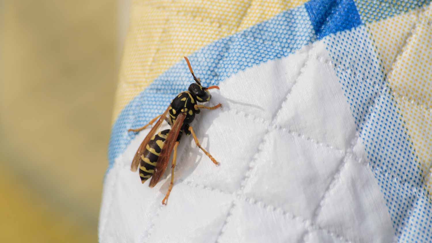 close up of a wasp