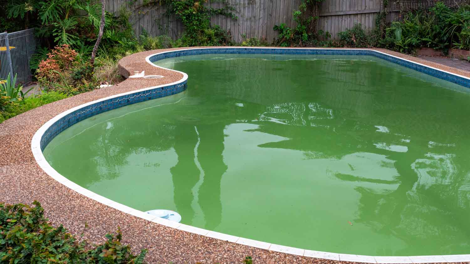 A green, murky outdoor swimming pool.