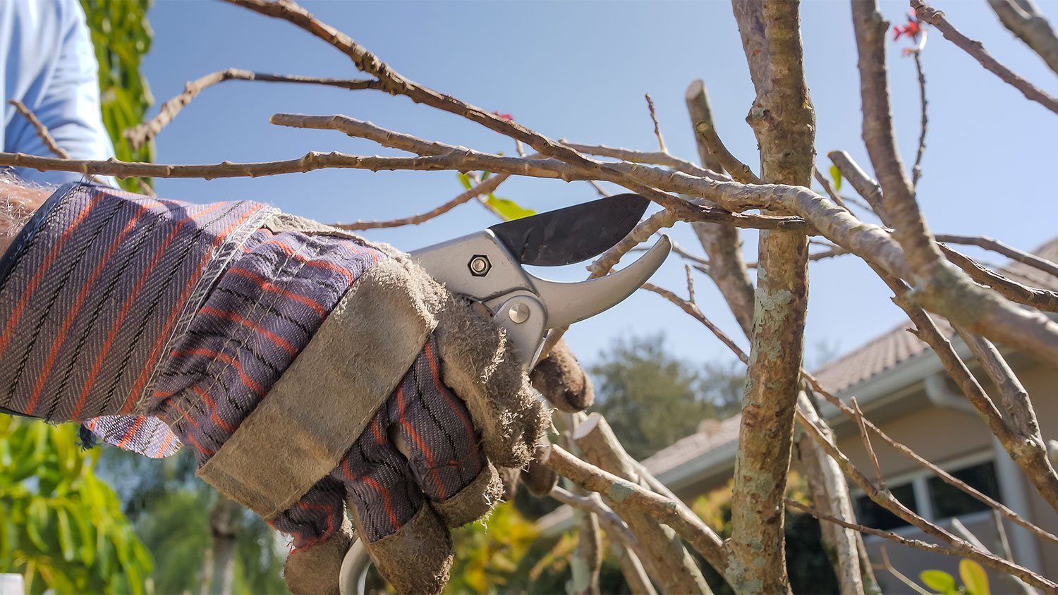 man cutting tree branches with clippers