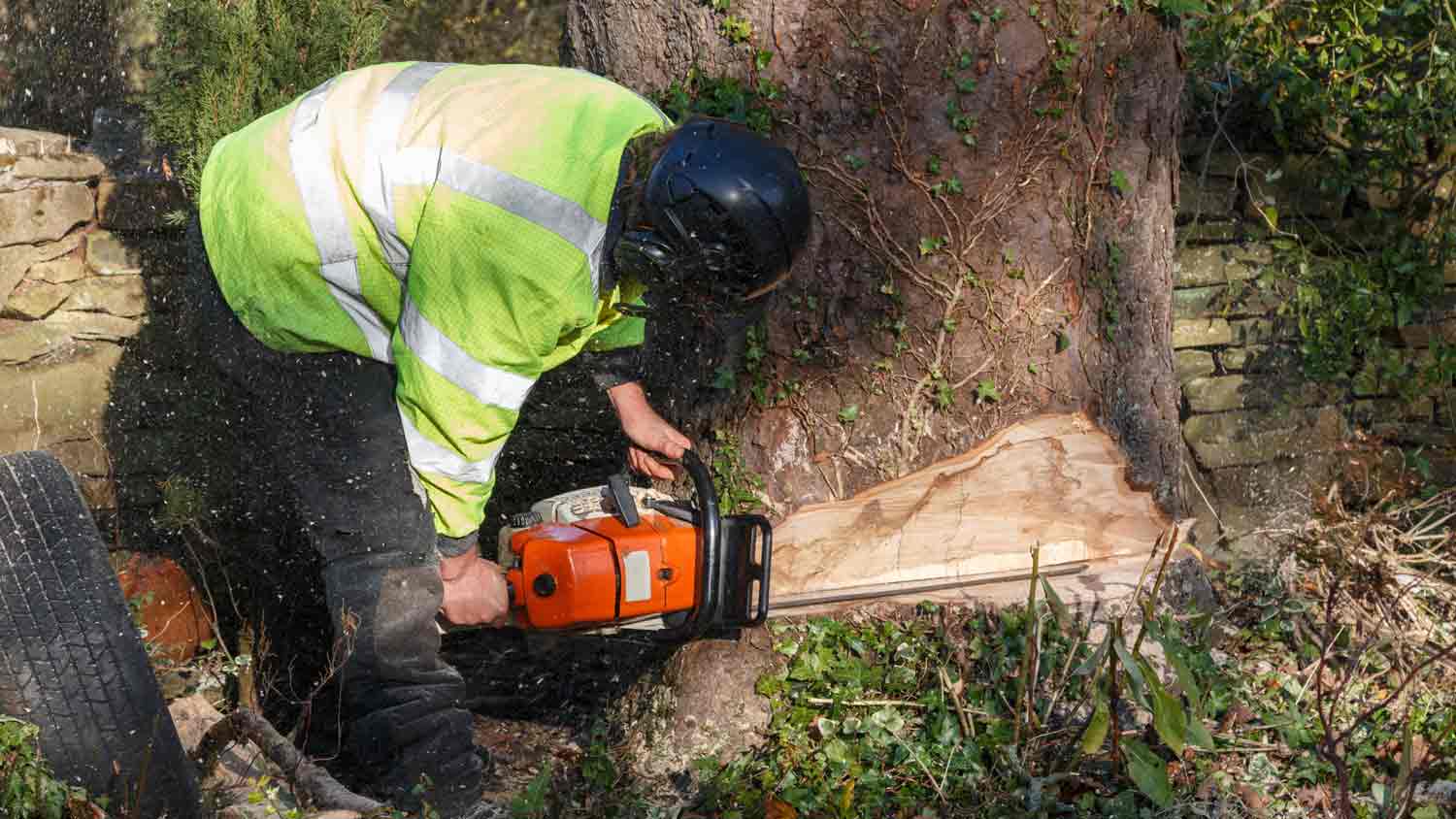 man cutting into tree trunk