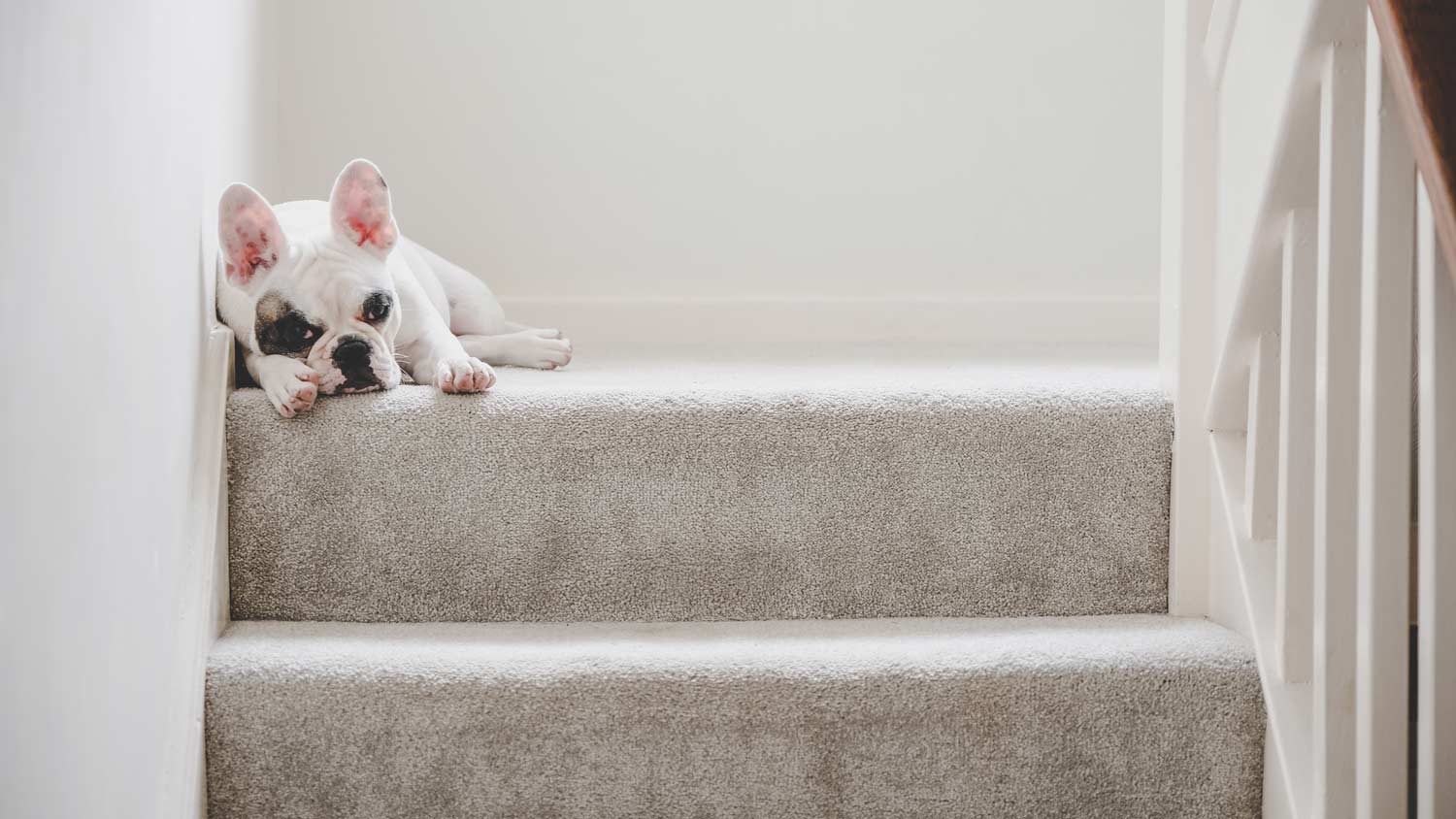 dog laying down on carpeted stairs