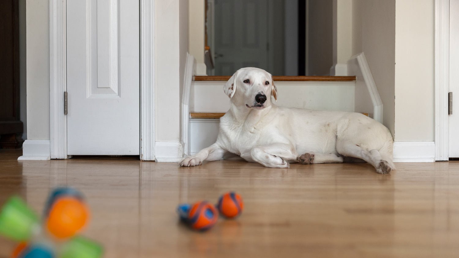 dog laying down with toys