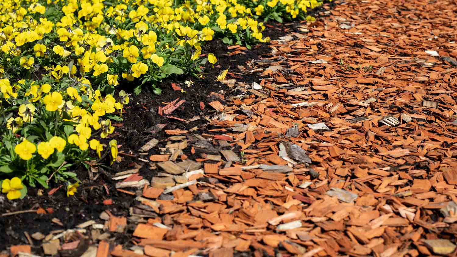 flower bed with wood chips