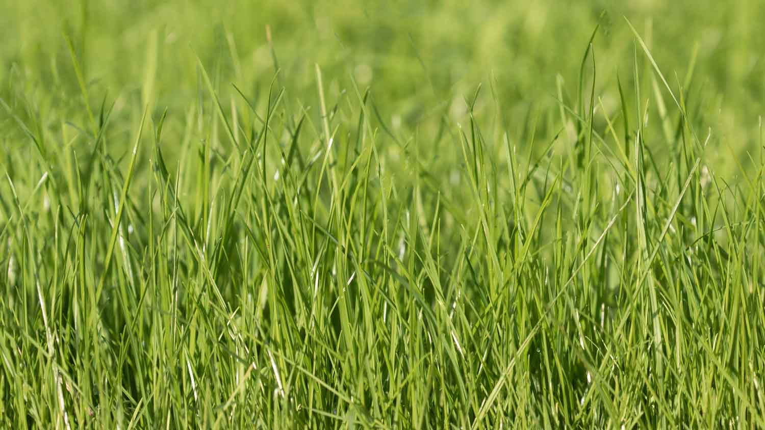 perennial rye grass