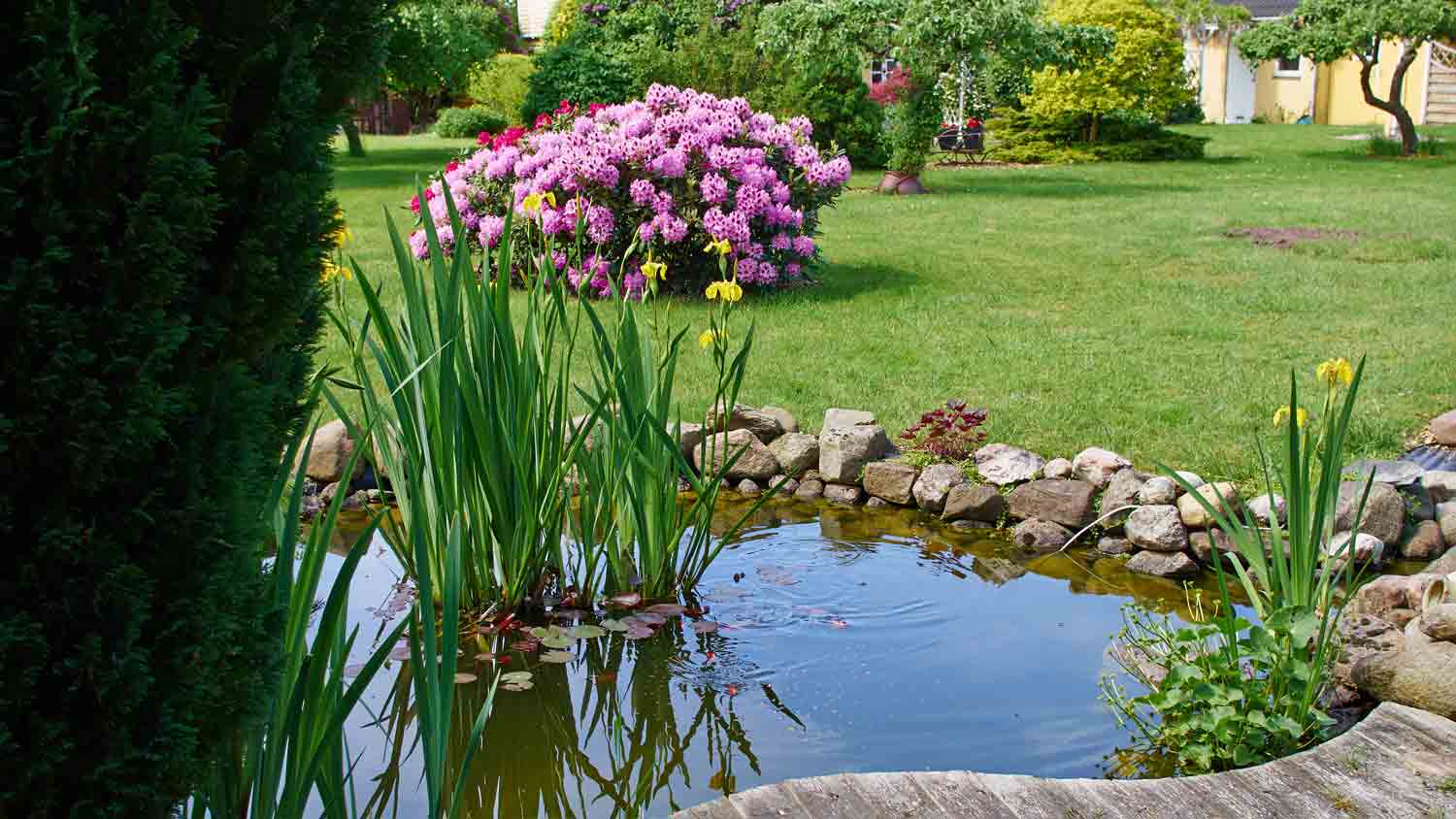 garden fish pond