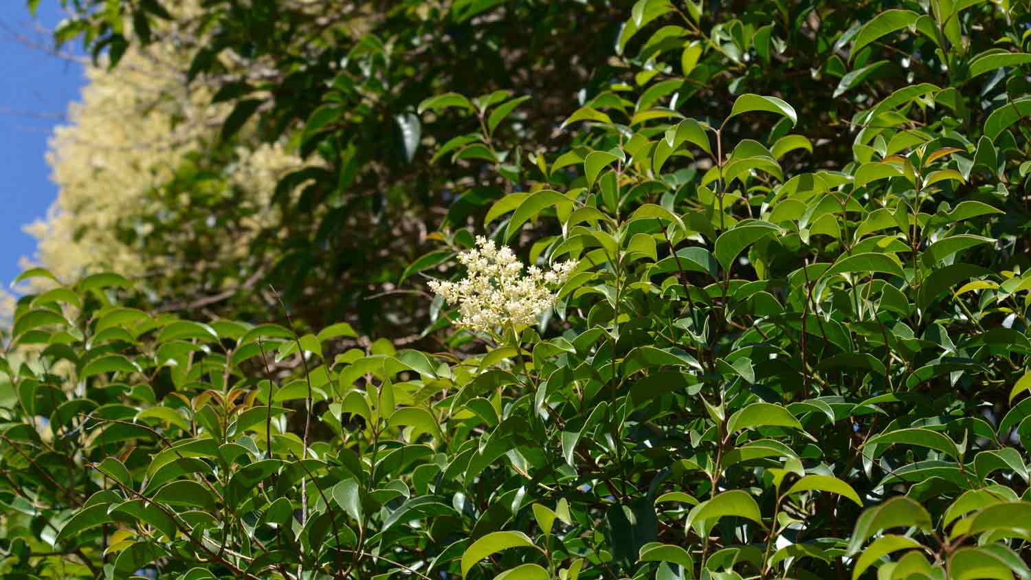 glossy privet branches with flower