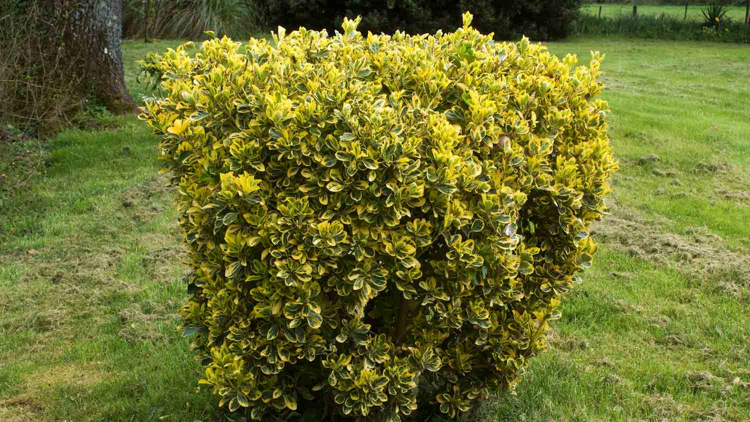 golden privet hedge