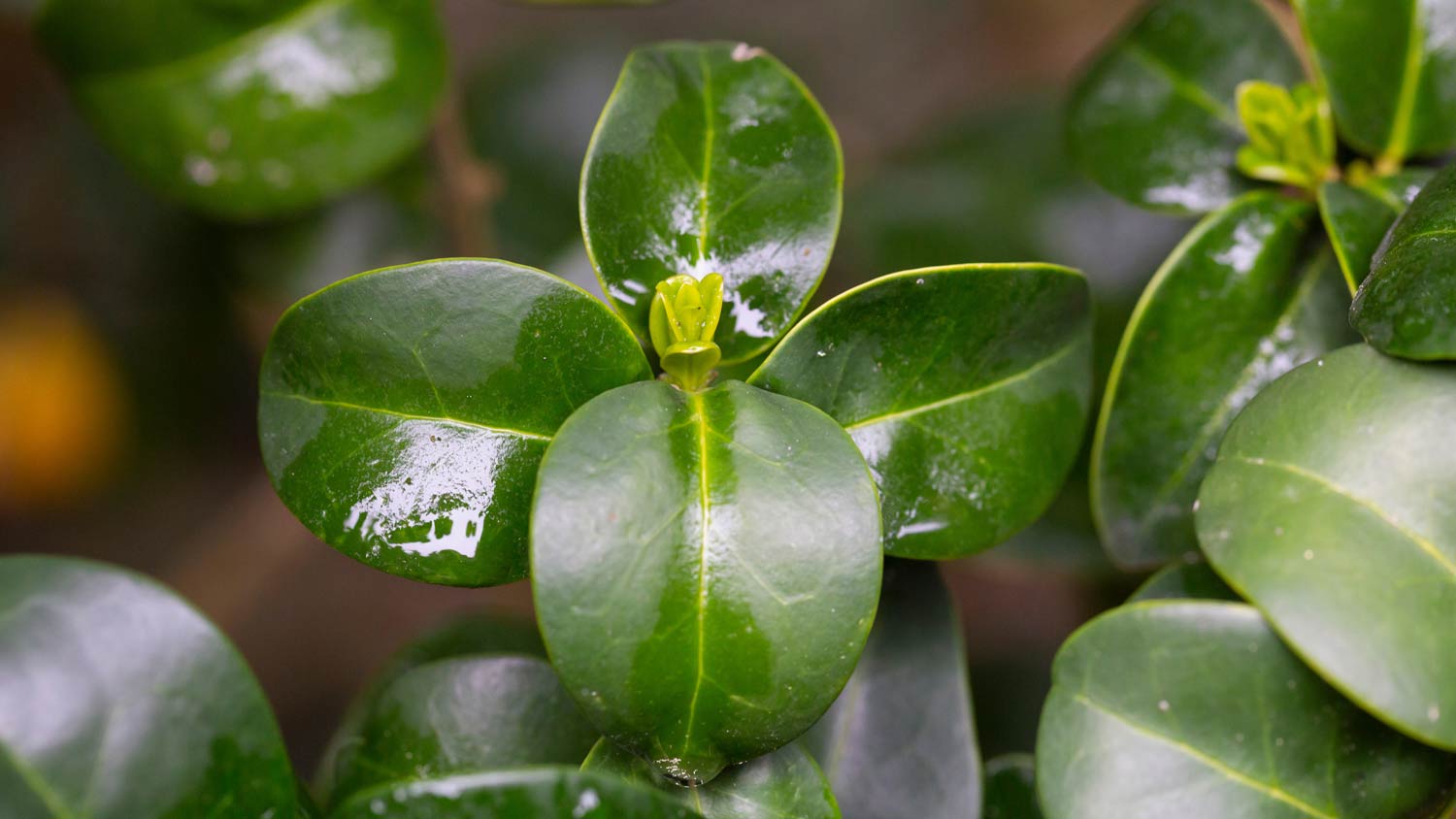 green japanese privet