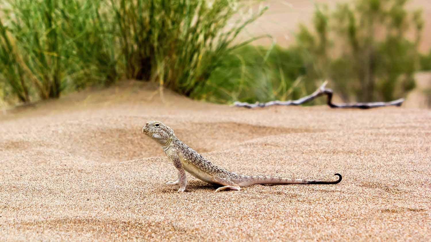 lizard in the desert