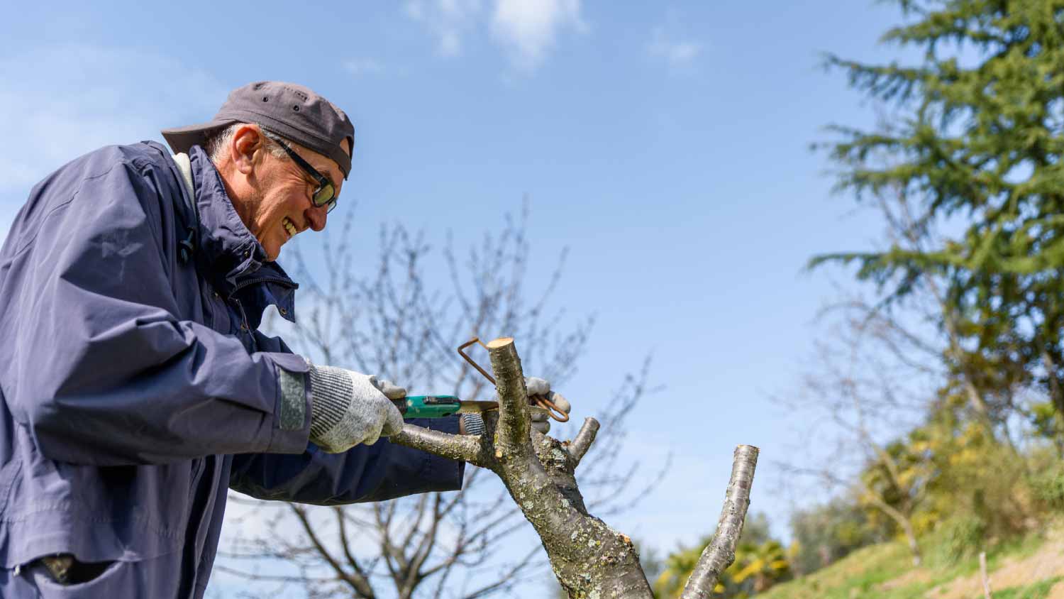 A man pruning an old cherry tree