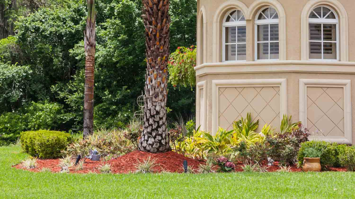 mulch around palm trees 