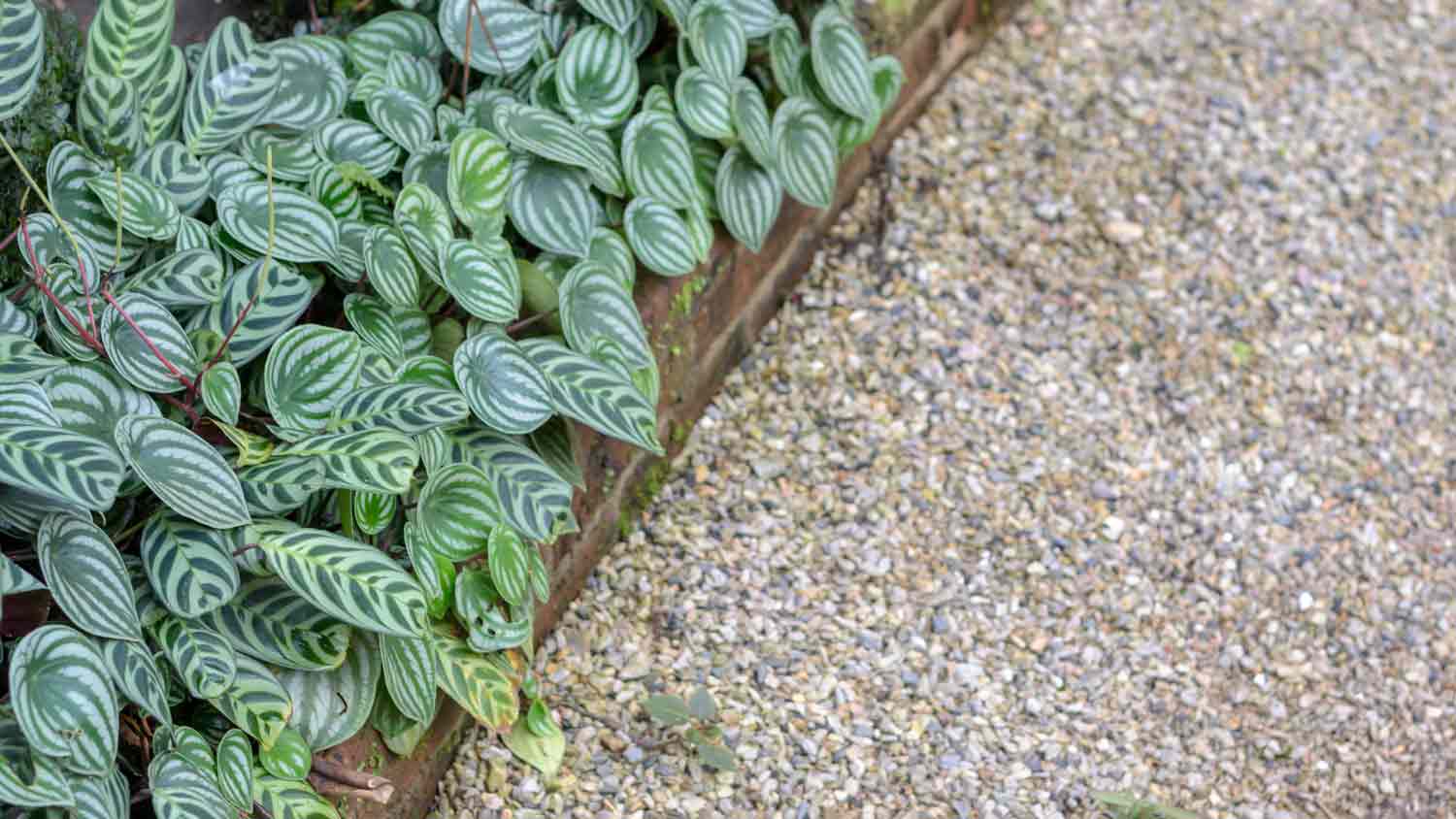 pea gravel in garden  