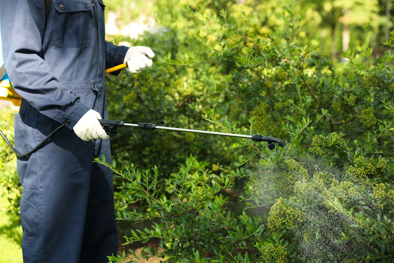 worker spraying pesticide in yard