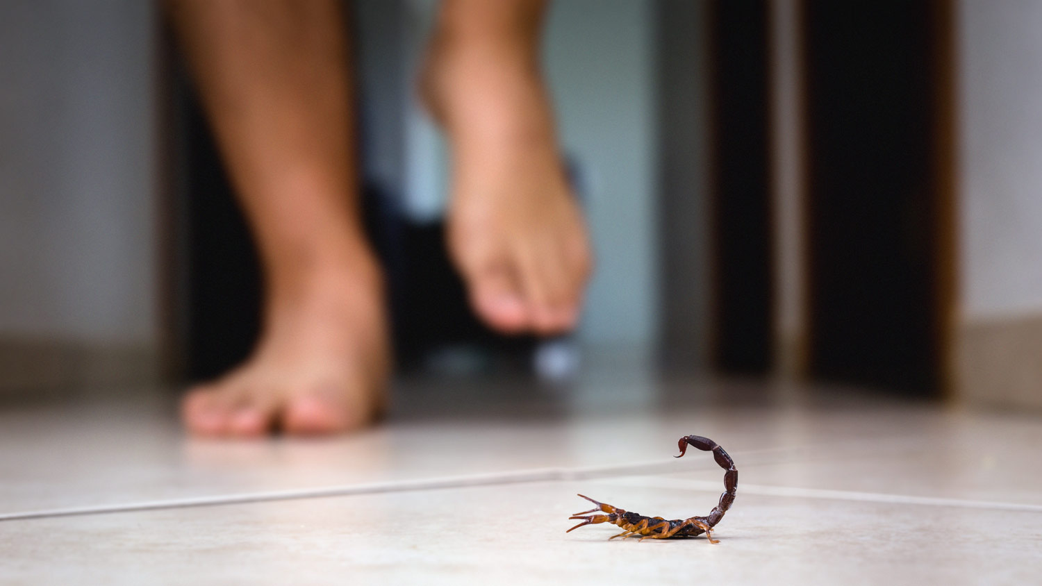 scorpion walking inside house