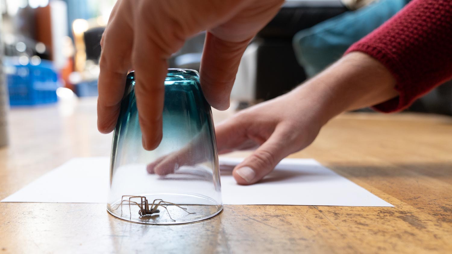 Person at home capturing a spider in a glass