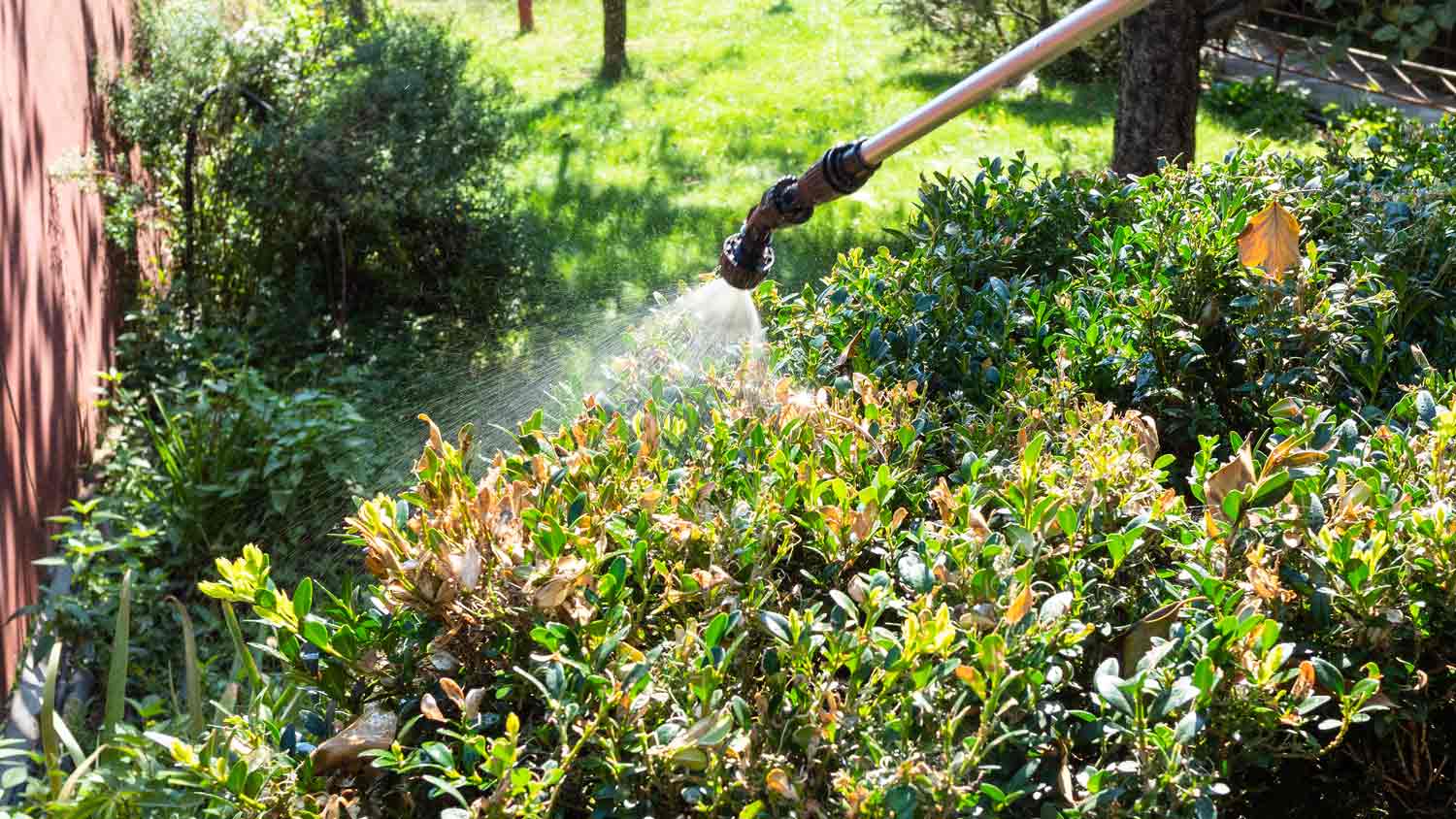 person spraying shrubs with herbicide