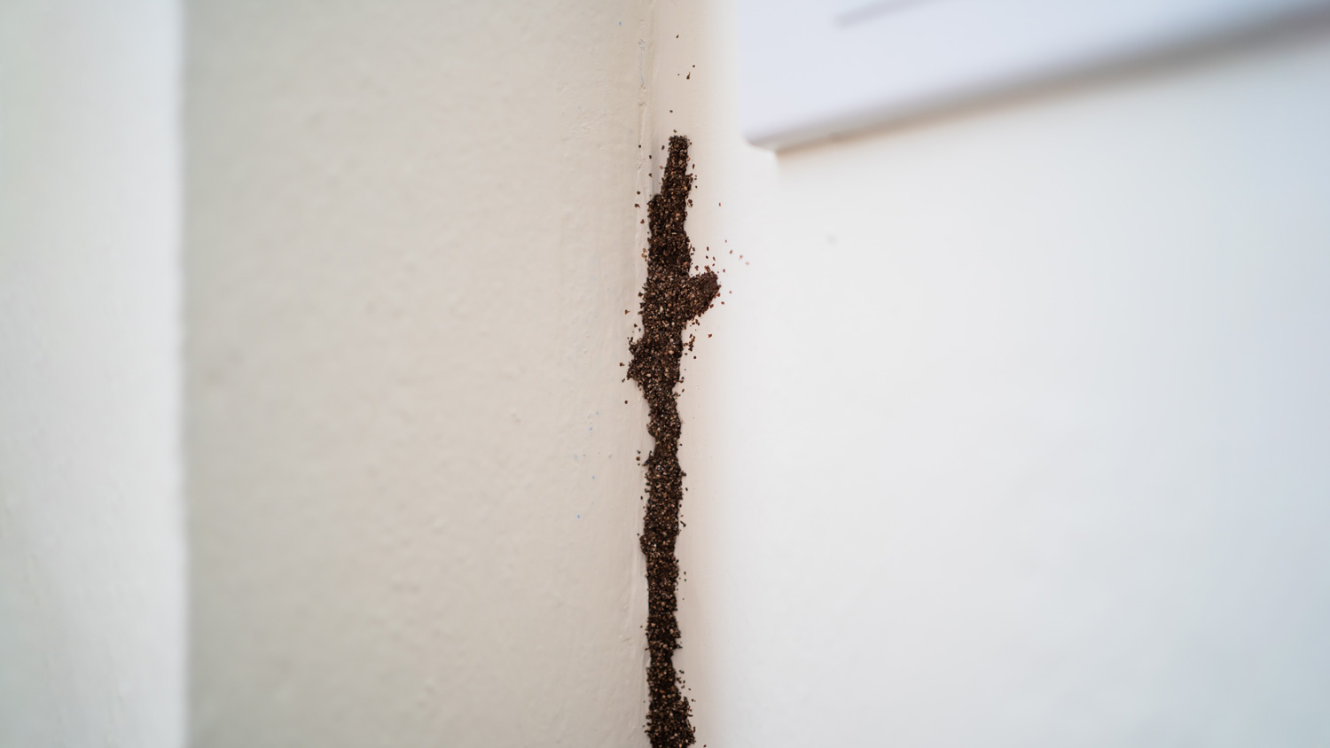 termites on wall
