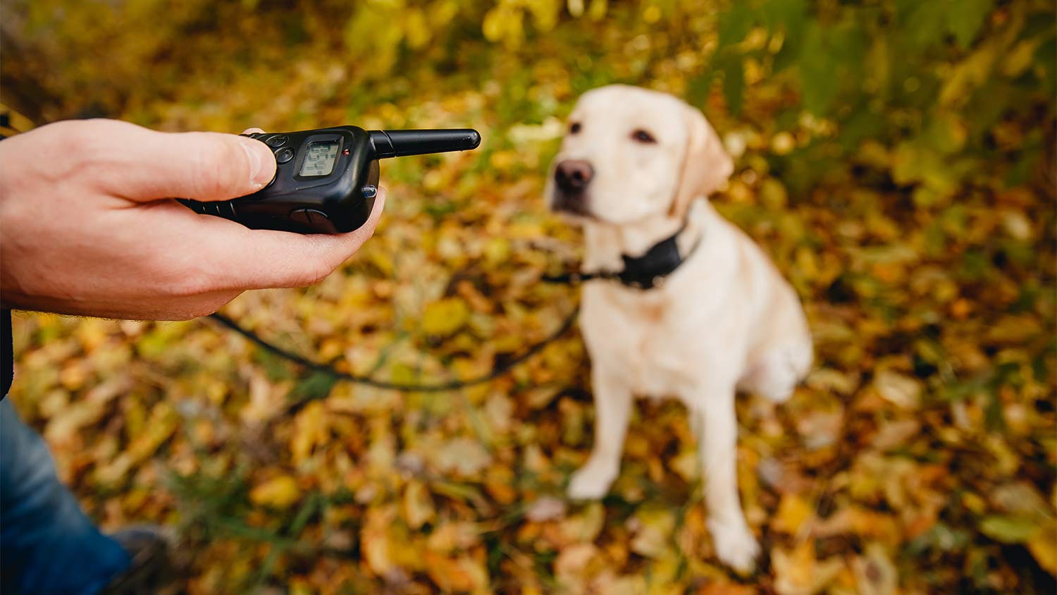 How to Install an Electric Dog Fence