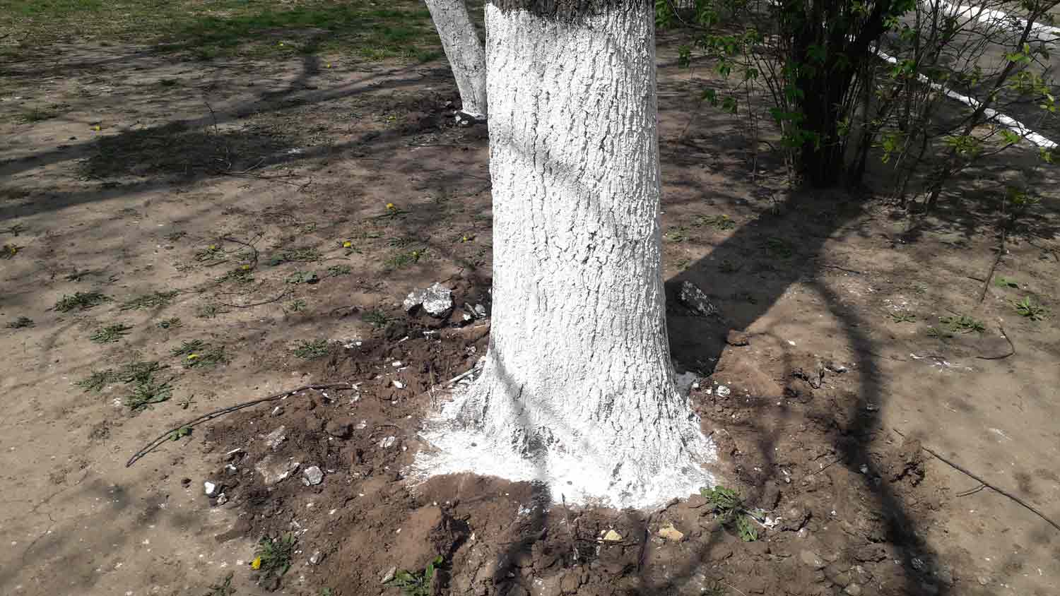 tree with white paint