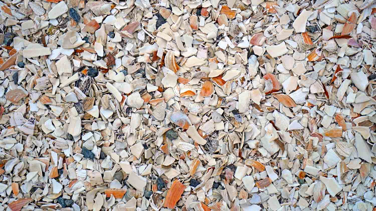 close up of crushed seashells
