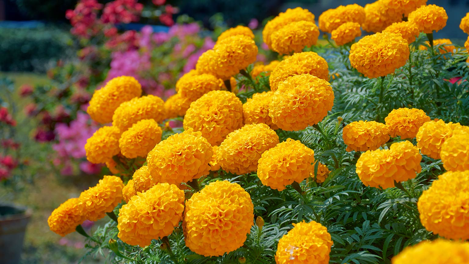 African Marigold