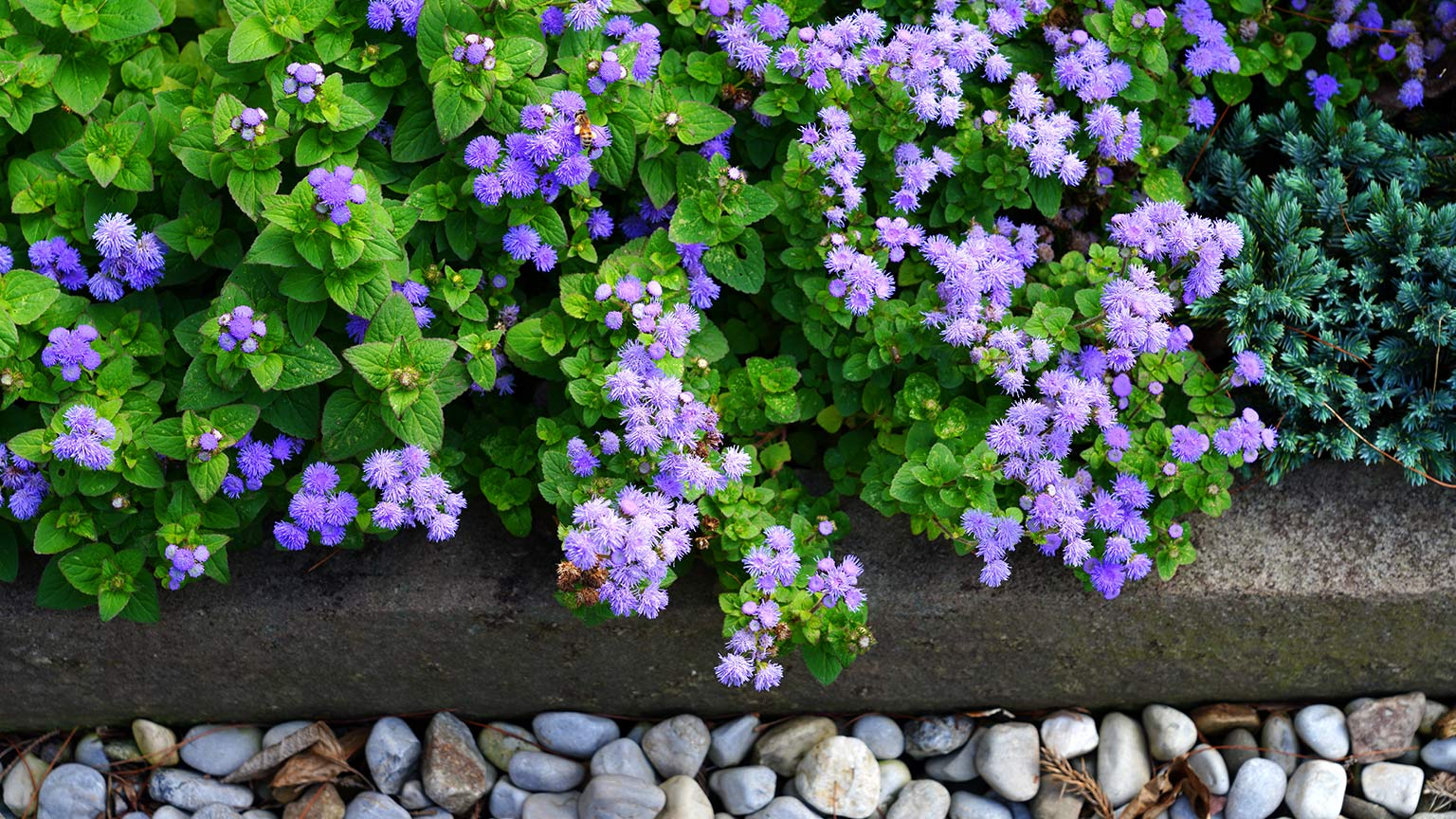 Ageratum