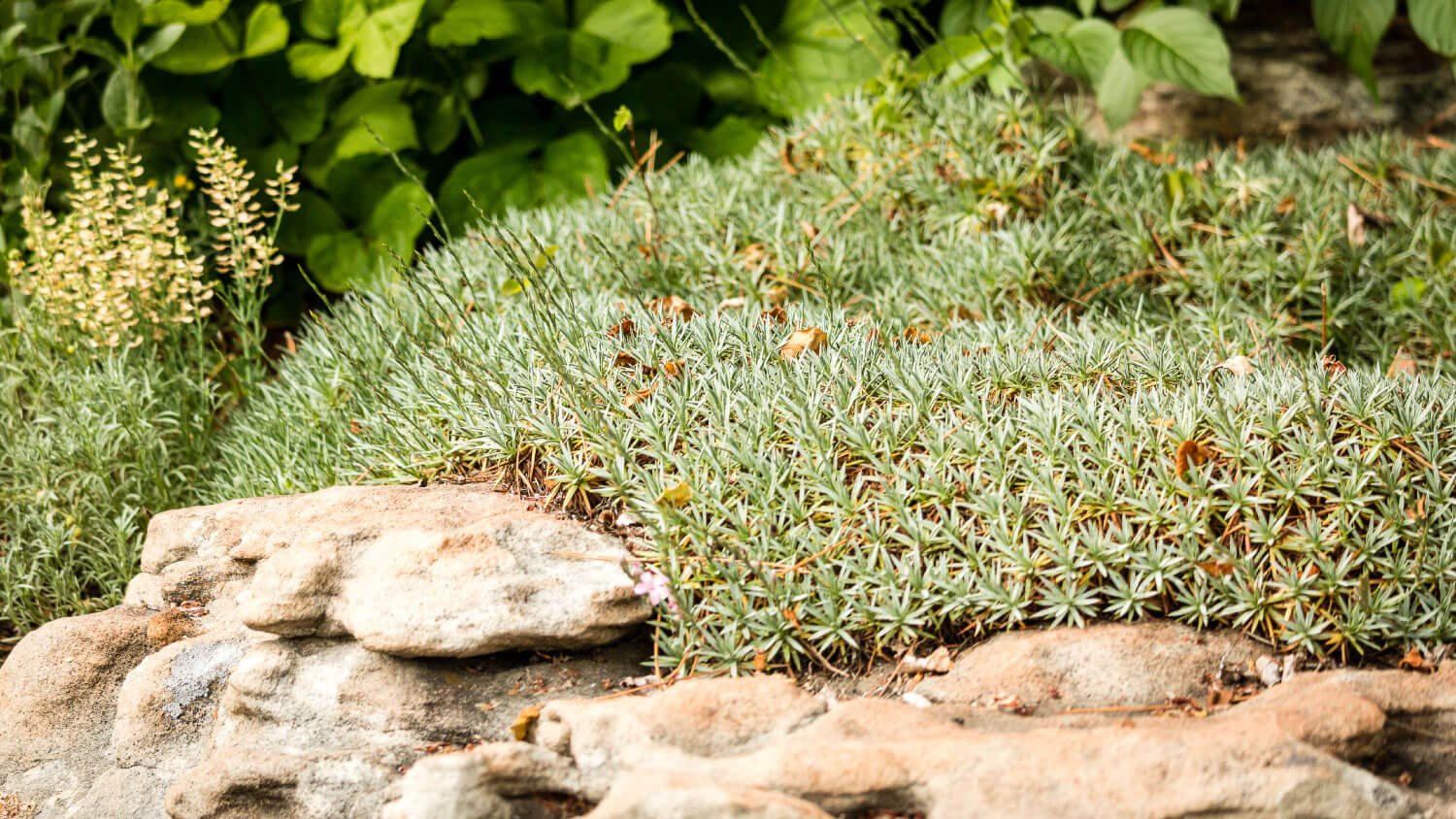 alpine plants