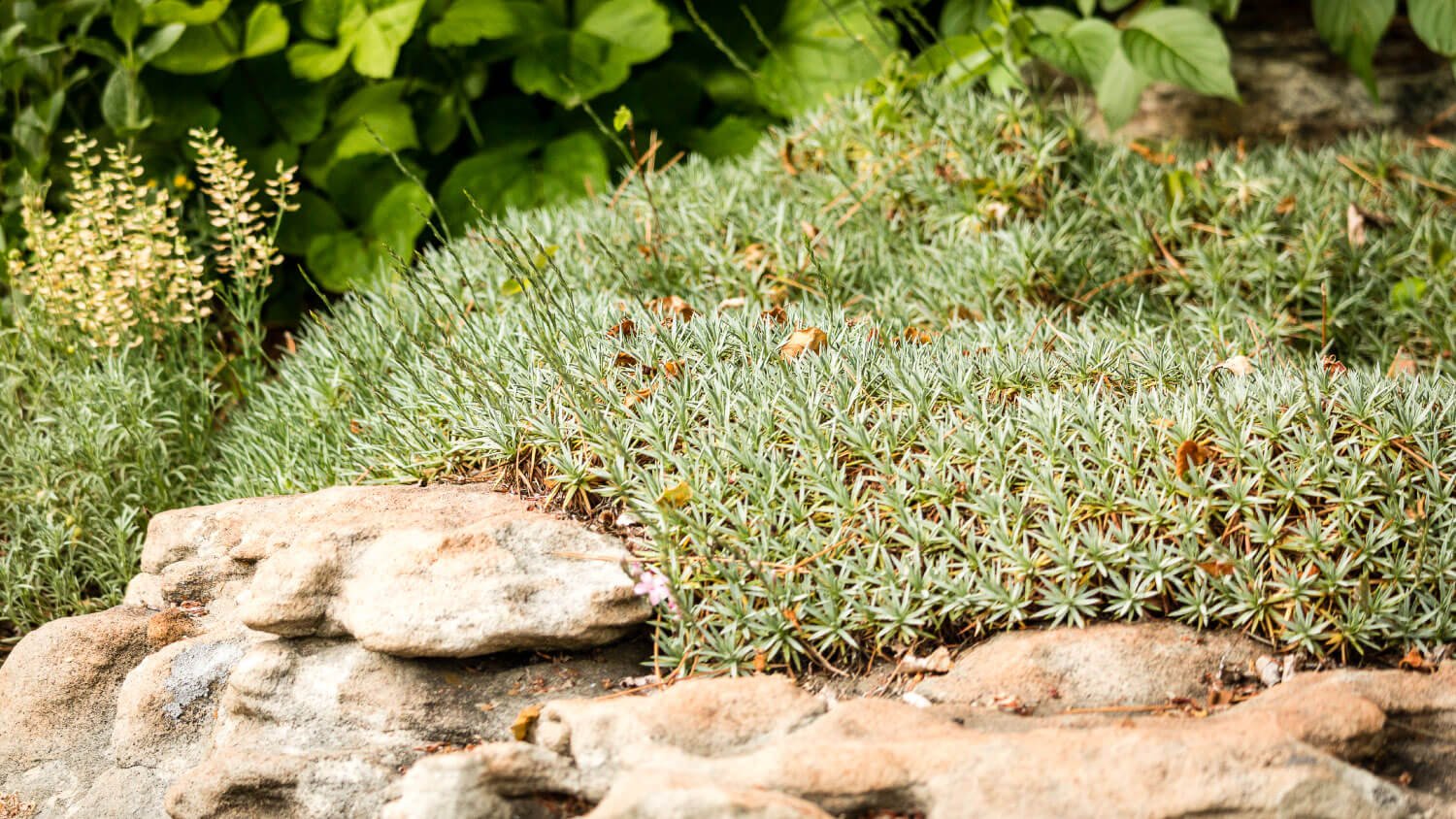 alpine plants 