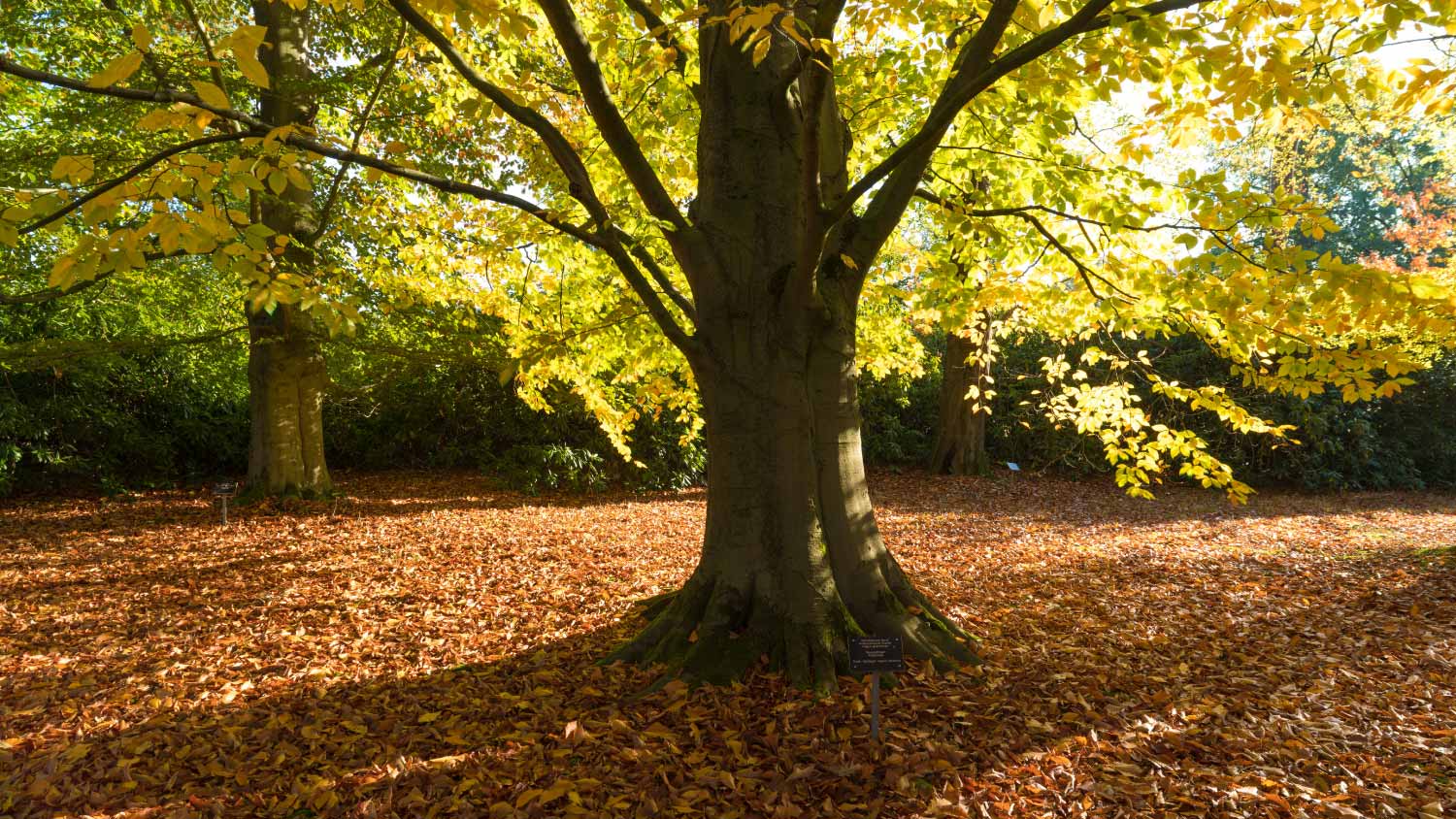 An american beech tree