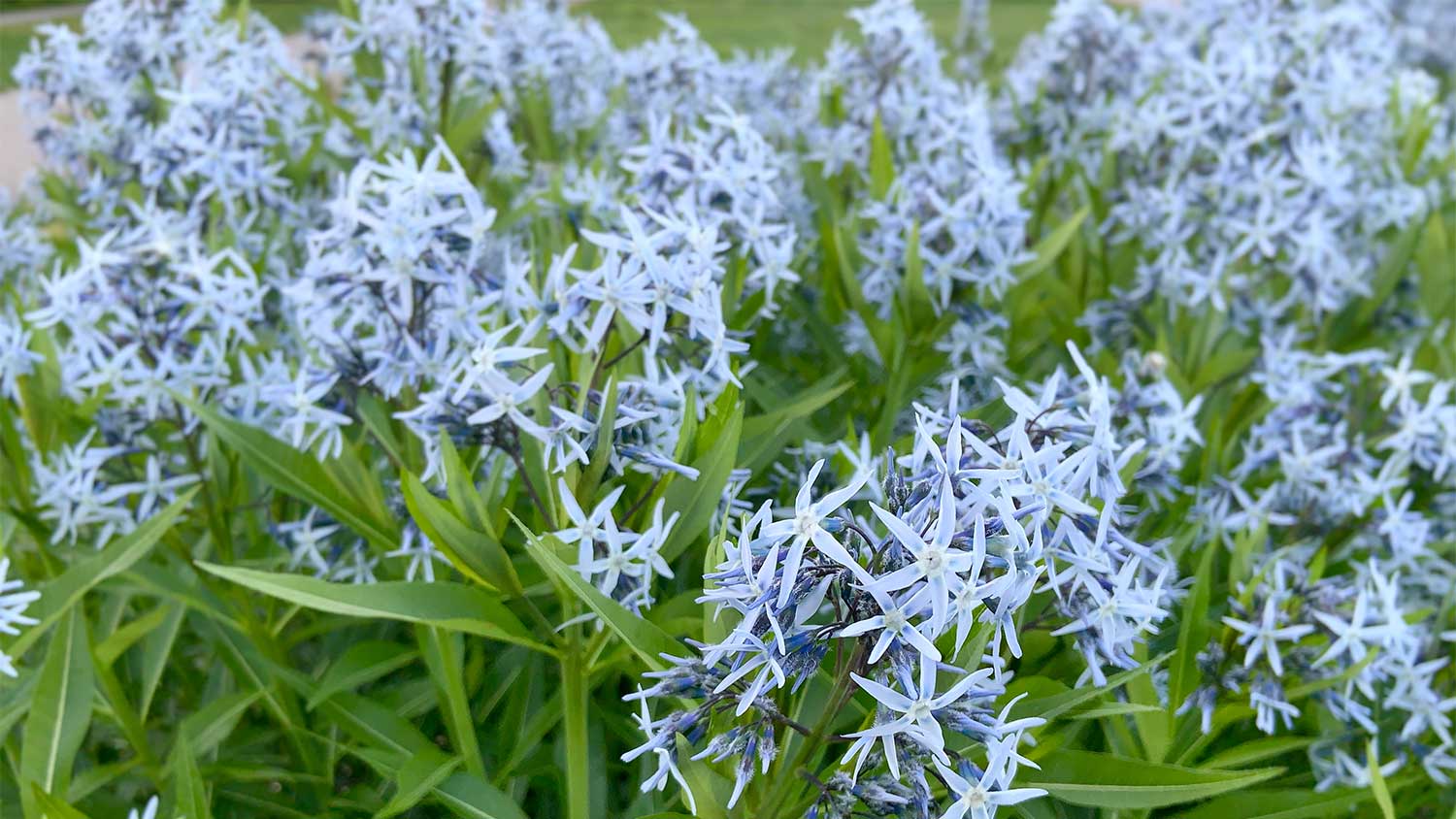 Amsonia flowers