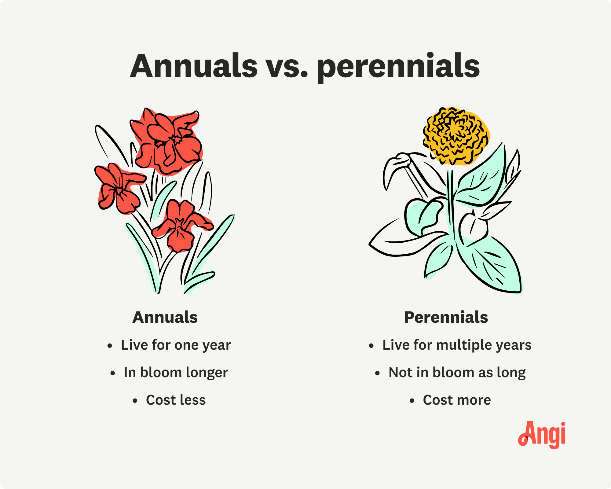 Annuals versus perennials compared, with annuals living for one year, and perennials being more expensive