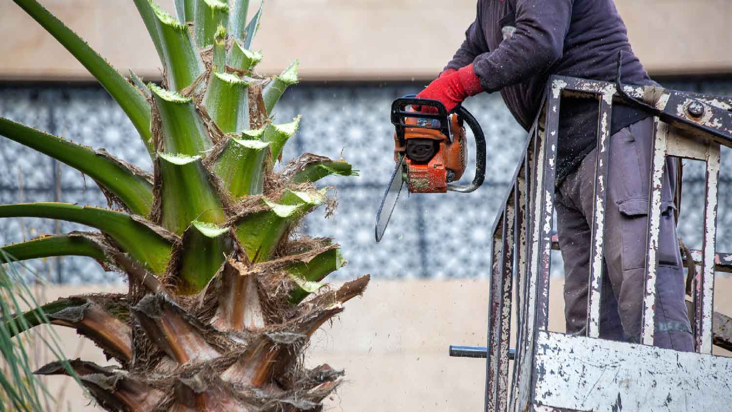 An arborist cutting down a palm tree