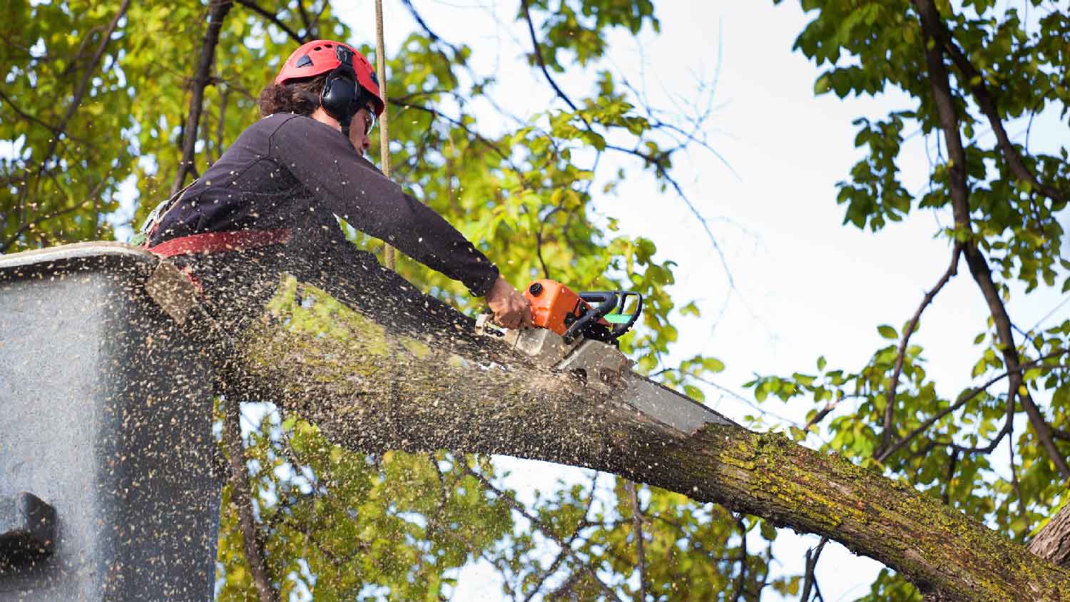 An arborist cutting tree branches