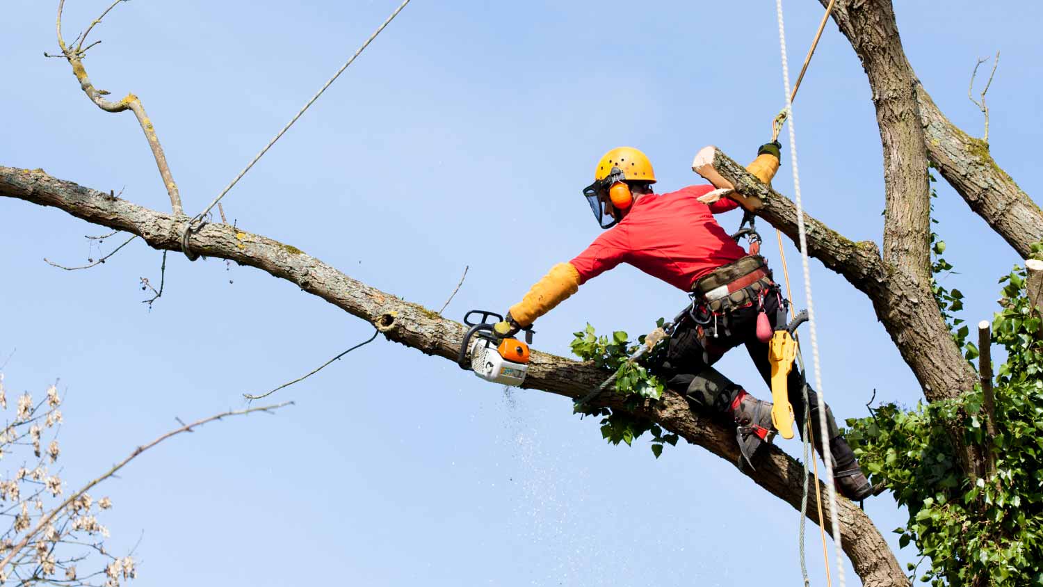 Arborist cutting a tree with a chainsaw