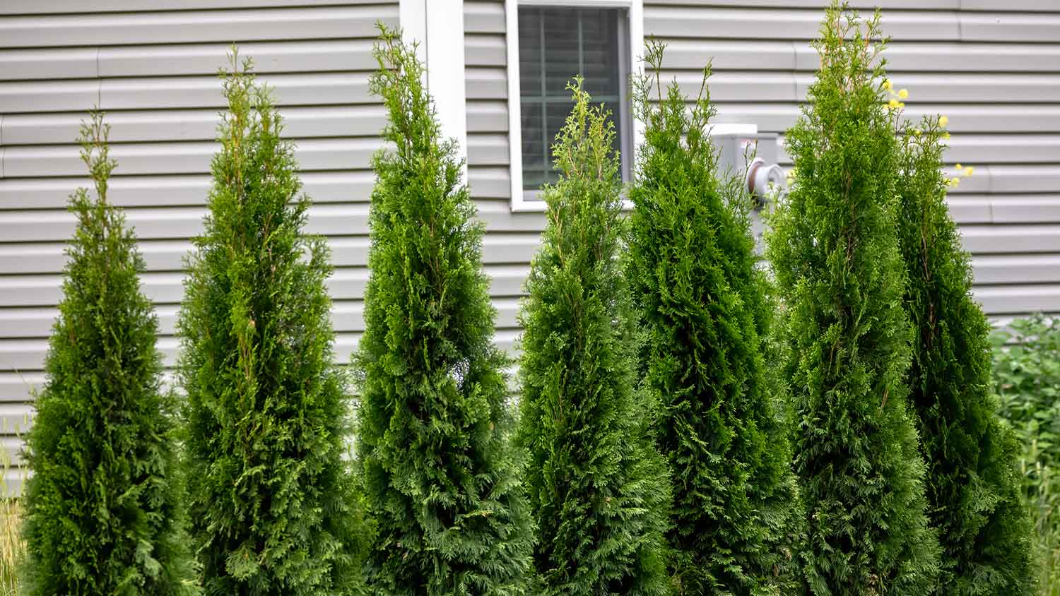 Arborvitae trees used as a privacy wall