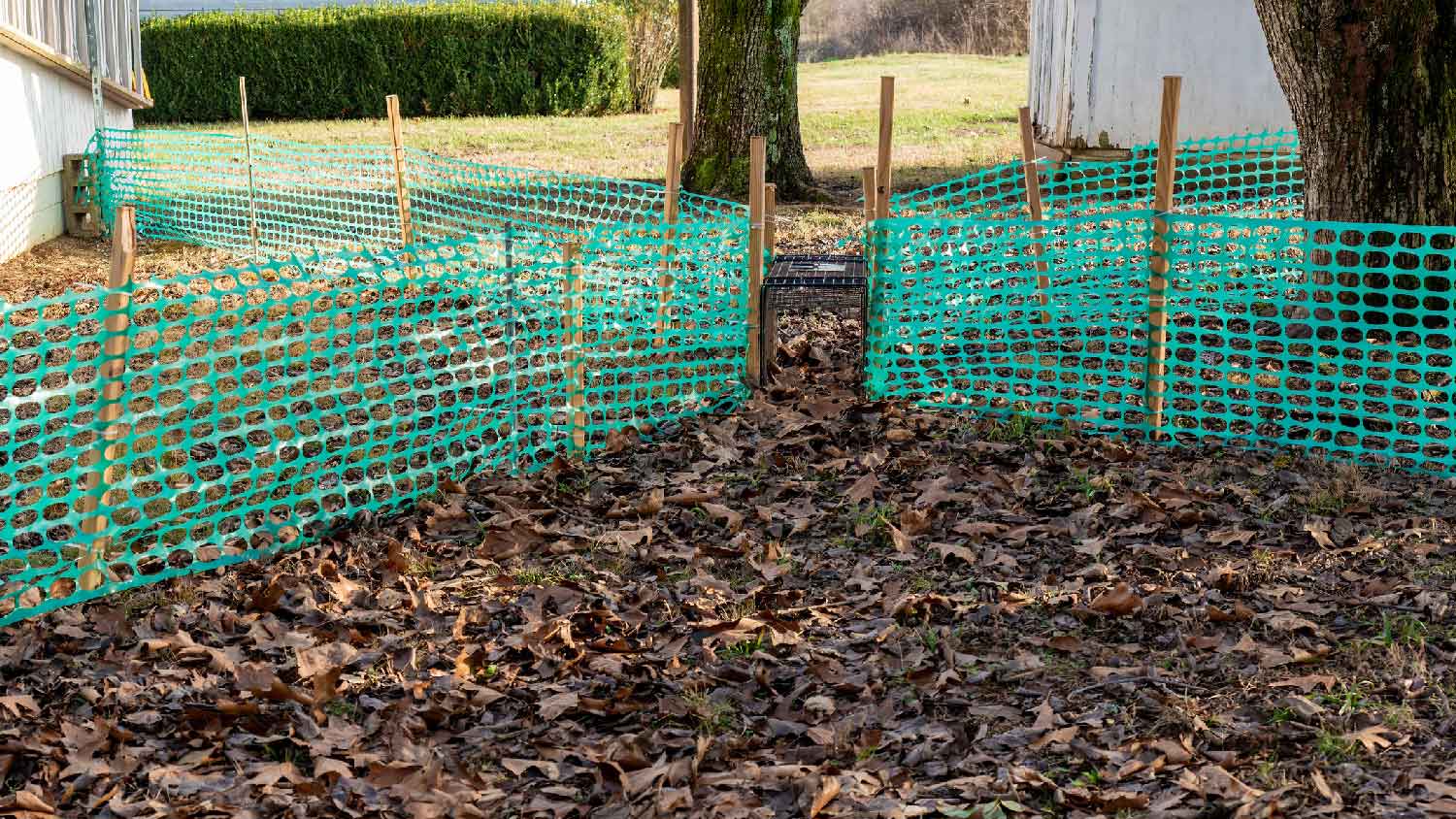 An armadillo trap is set in a garden